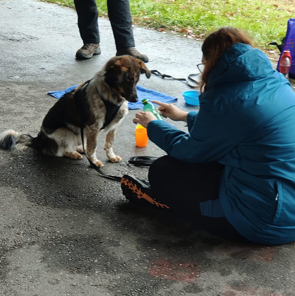 Hundetraining, Hundespiel, Hundeliebe, Natur, Hundeschule.