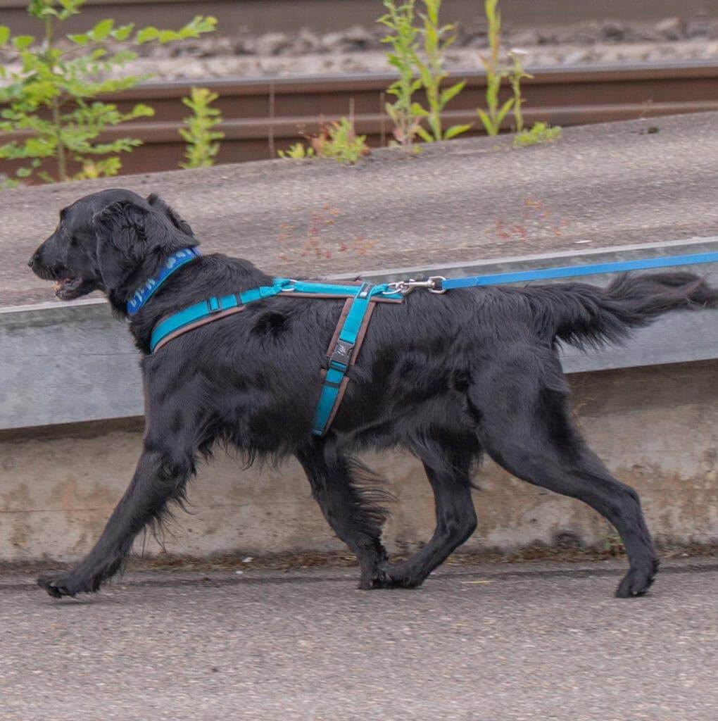 Hund beim Spaziergang mit Leine auf Bahnsteig, Natur im Hintergrund.