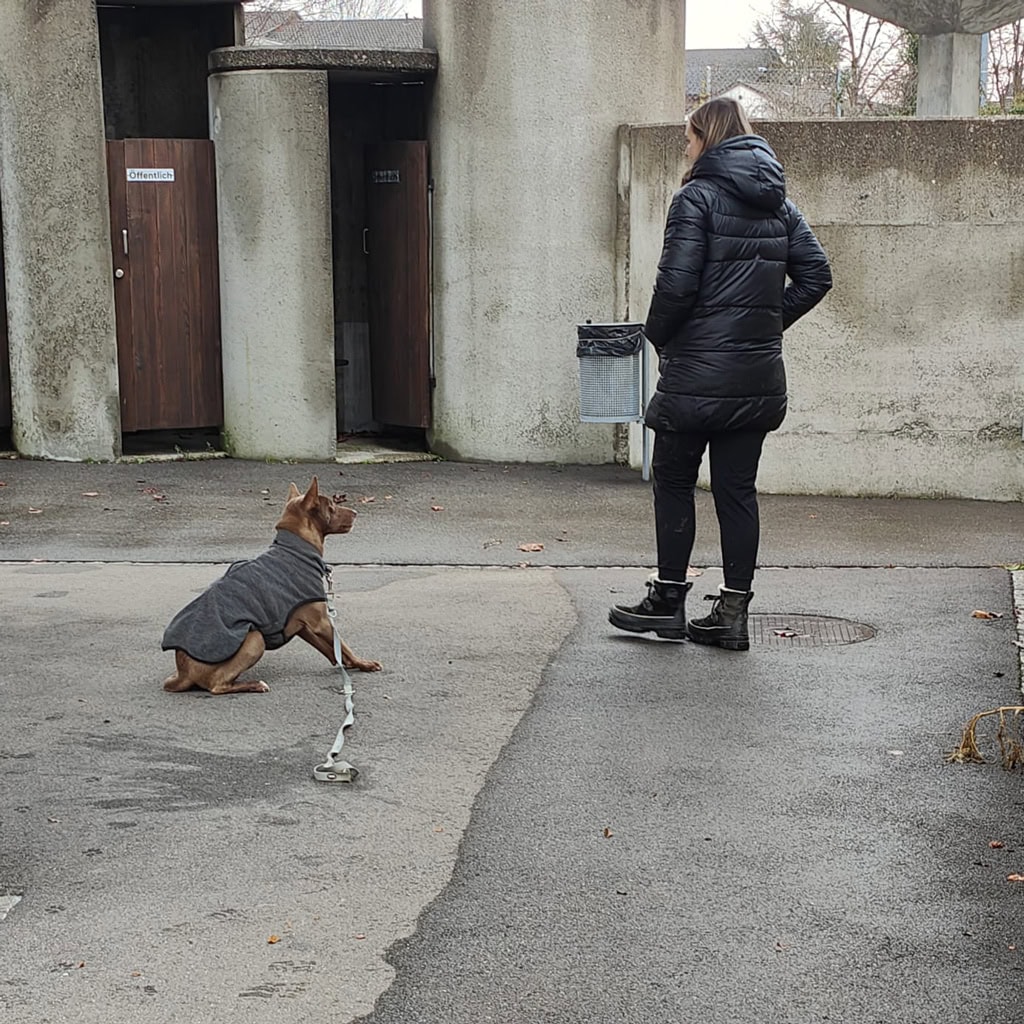 Hund mit Hundemantel sitzt auf der Straße, während die Besitzerin in einem schwarzen Mantel steht.