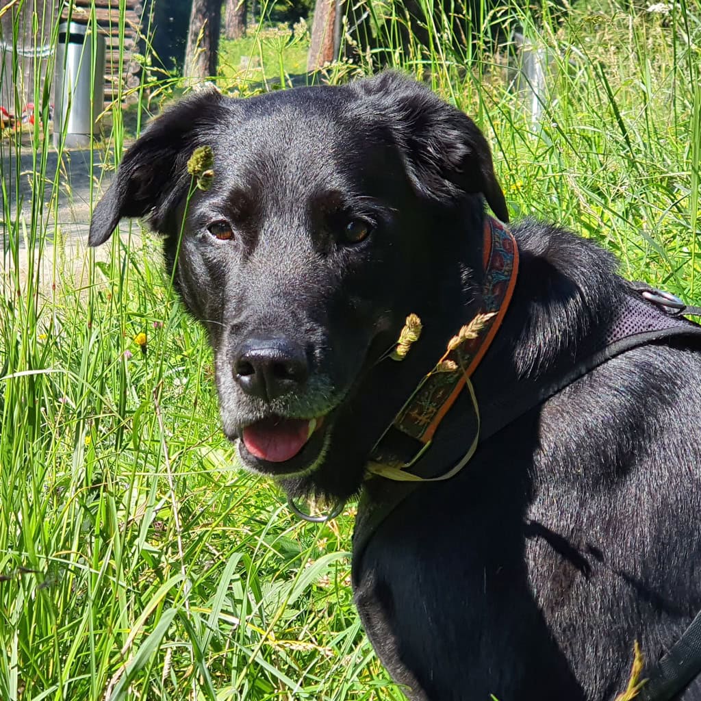 Hund im Grünen bei Spaziergang, Natur, Tier, Outdoor, Freude, Hundeliebe.
