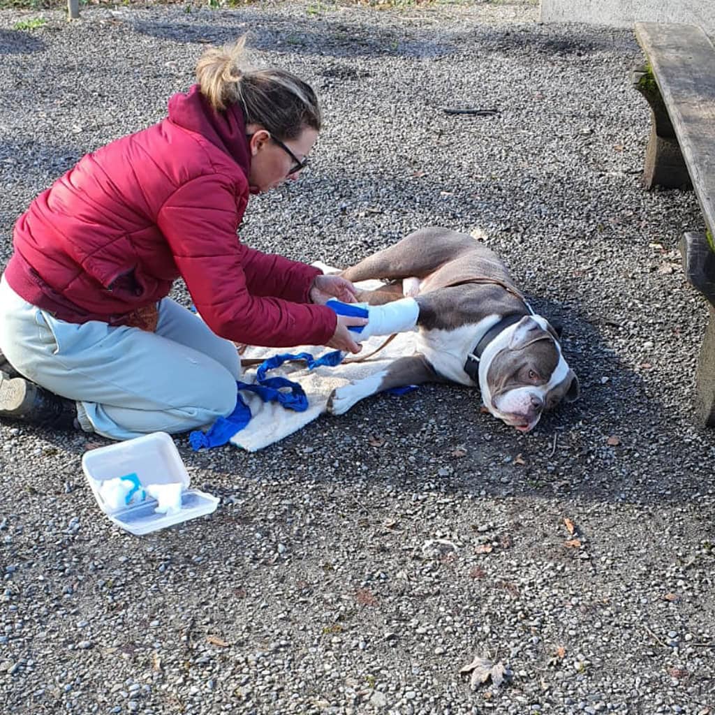 Hundefriseurin versorgt verletzten Hund im Freien, Erste-Hilfe-Maßnahmen bei Tiernotfällen, Tierpfle.
