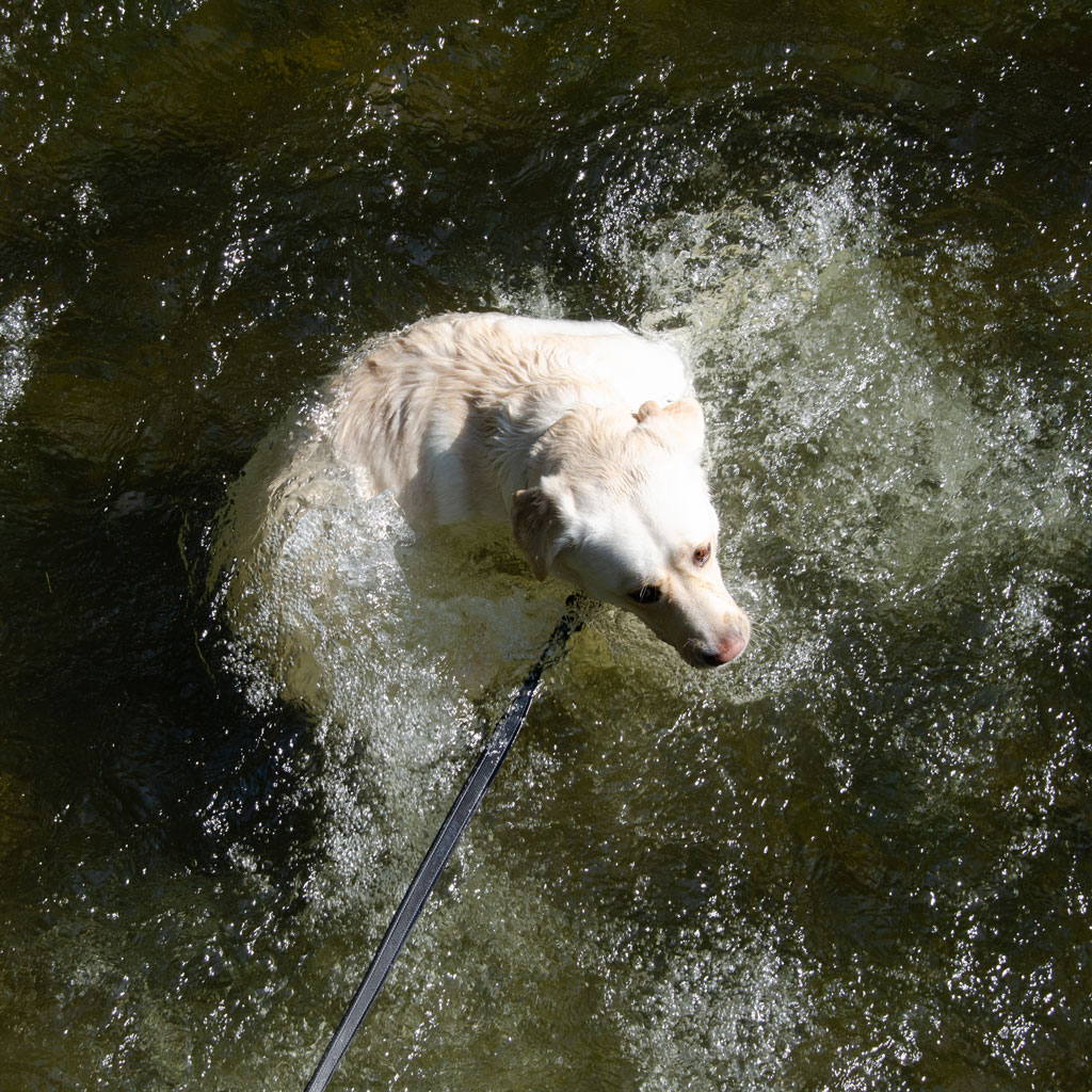 Hund im Wasser beim Spielen auf der Schnüff-Website.