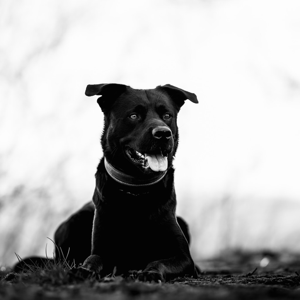 Hund mit schwarzem Fell und freundlichem Ausdruck auf einer Wiese.
