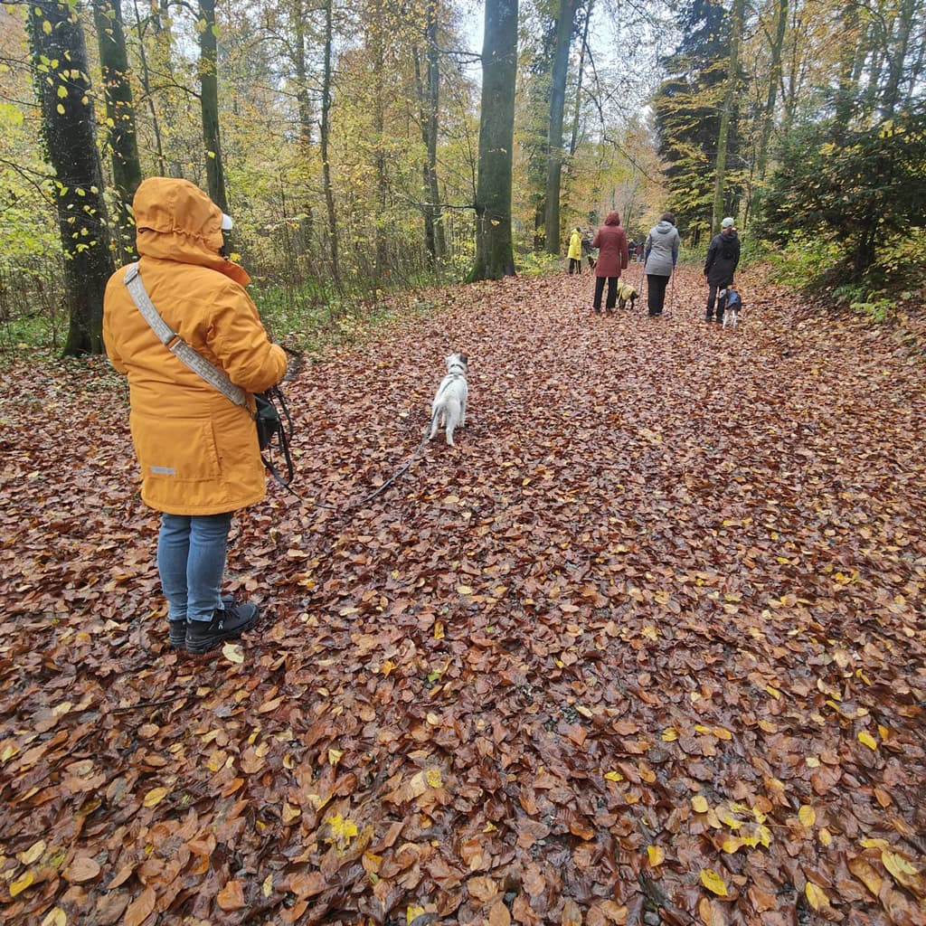 Spaziergang im herbstlichen Wald mit Hund und Freunden, Laub auf dem Boden.
