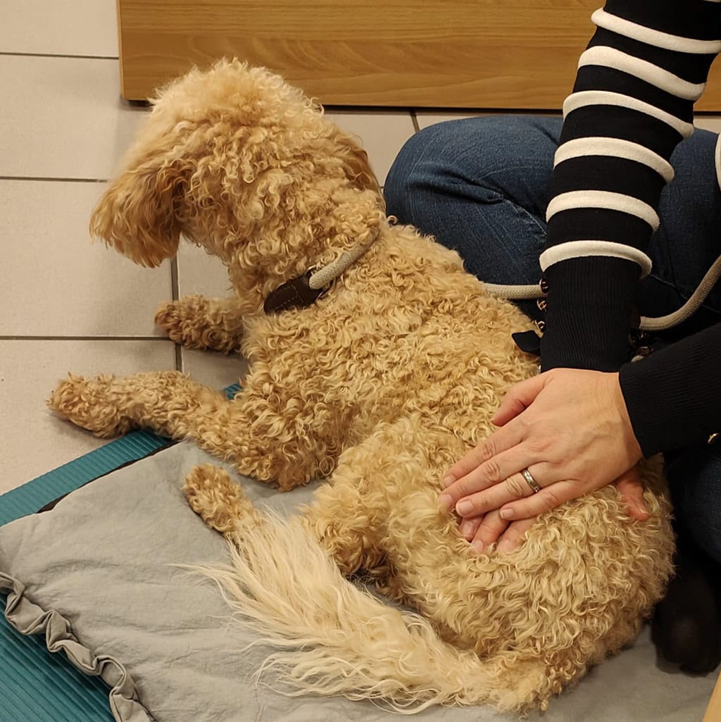 Hund beim Entspannungsübung während Massageseminar, entspannter Hund auf Matte.