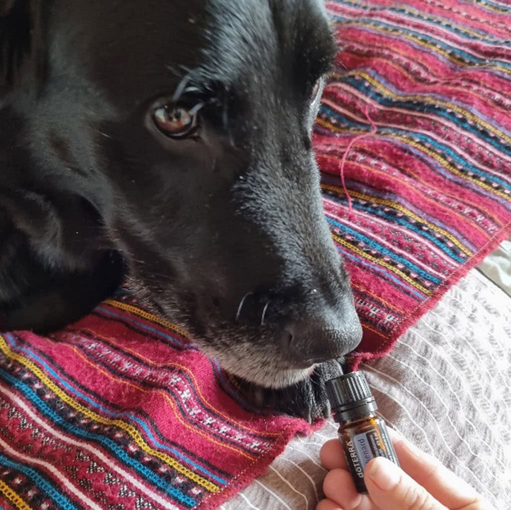 Hund schnüffelt an ätherischem Ölfläschchen auf buntem Teppich.