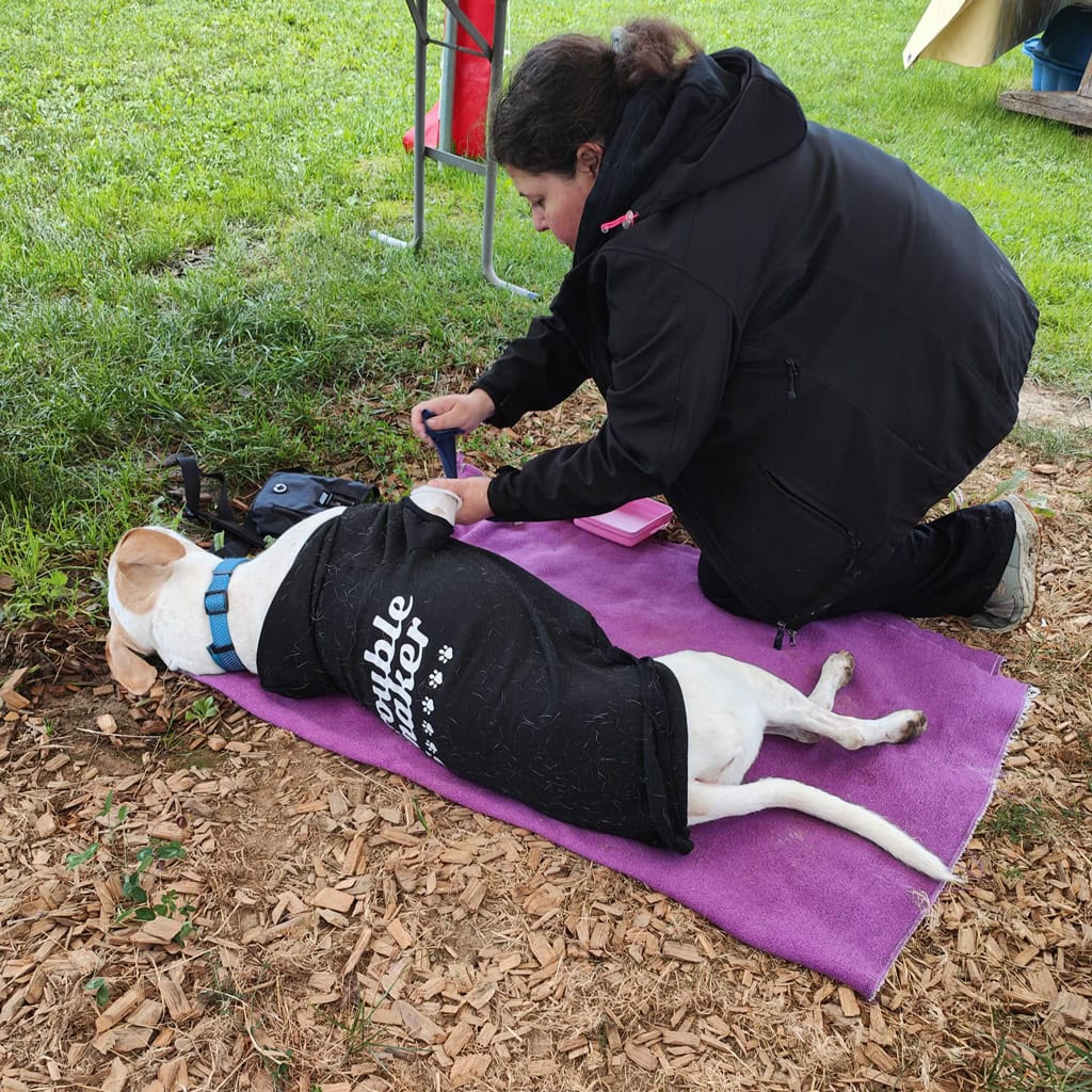 Hund beim Erste-Hilfe-Training für Tiere im Freien.
