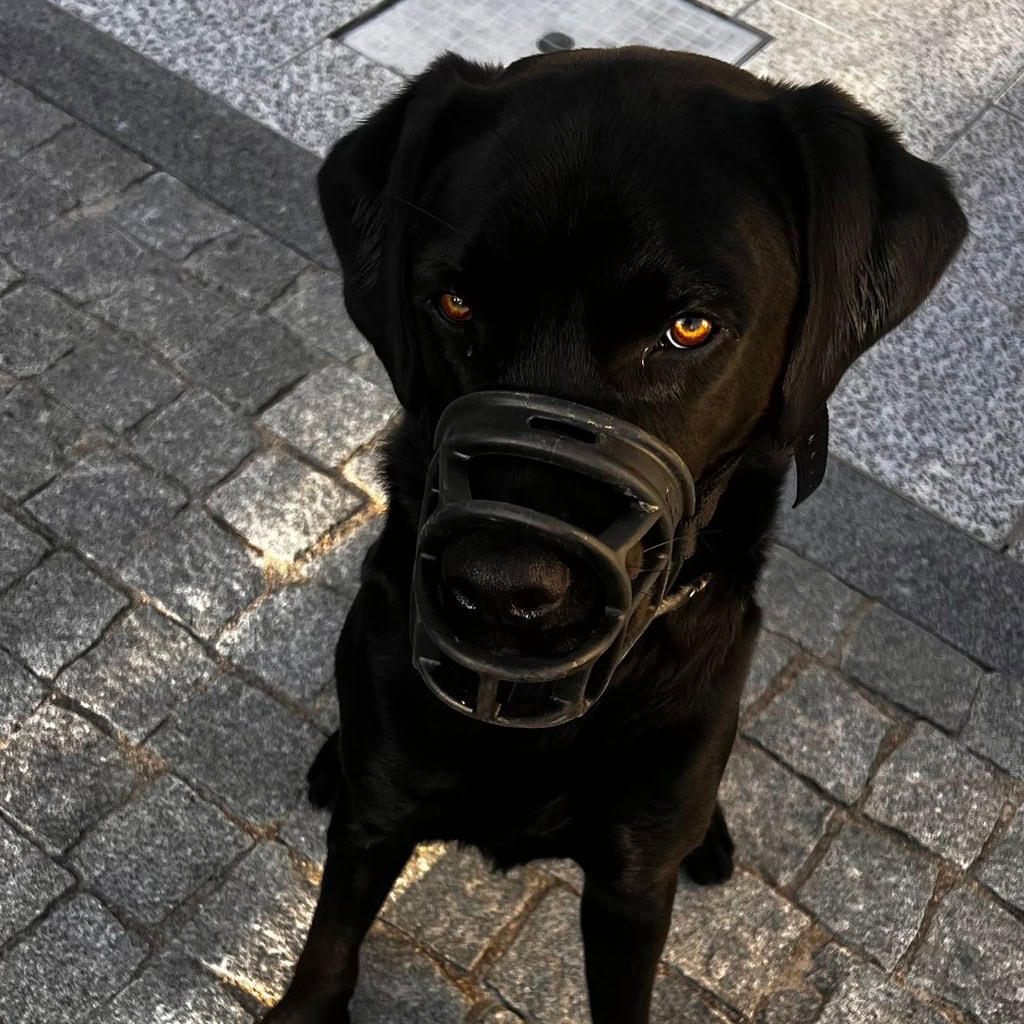 Hund mit Maulkorb auf Kopfsteinpflaster, schwarze Fellfarbe, aufmerksam blickend, in urbaner Umgebun.