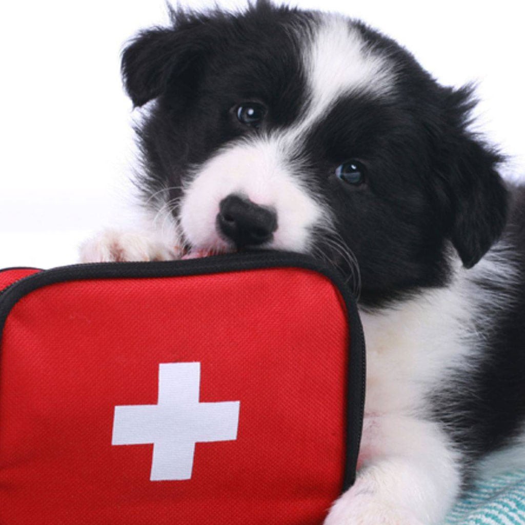 Hund mit Erste-Hilfe-Tasche, Tiernotfall, Rettungshund.