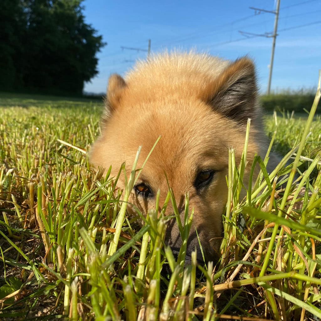 Niedlicher Welpe im hohen Gras, Natur, Tier, Hund, Outdoor, friedlich, sonnig.