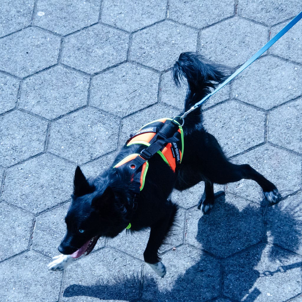 Hund beim Spaziergang auf Gehweg mit Leine, aktiv und fröhlich.