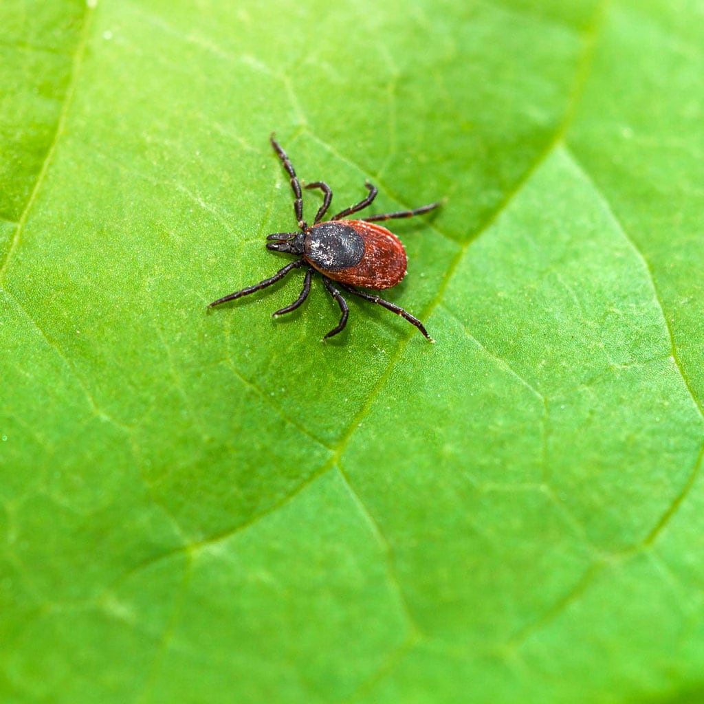 Zecke auf einem grünen Blatt, Nahaufnahme, Schädling, Natur, Gesundheit.