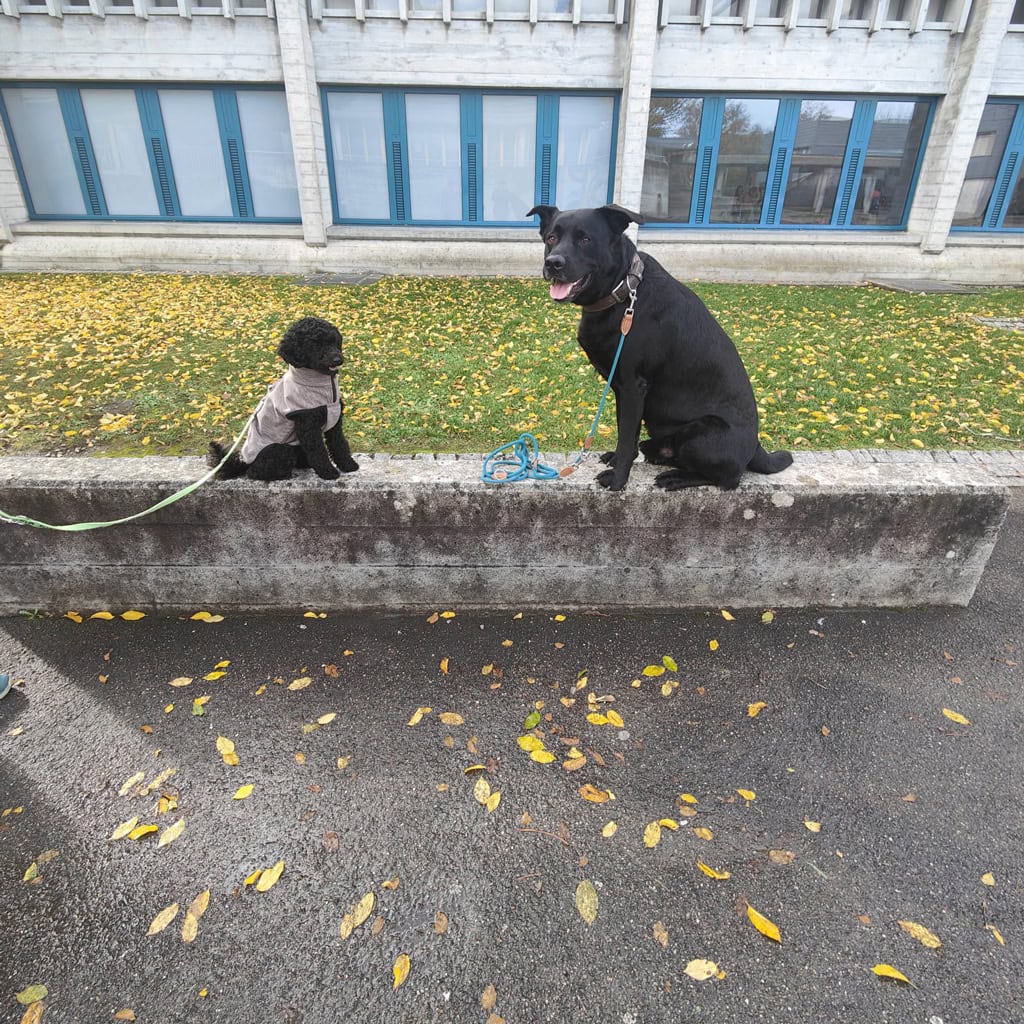 Zwei Hunde sitzen auf einer Mauer, umgeben von Herbstblättern, bei einem Spaziergang in der Stadt.