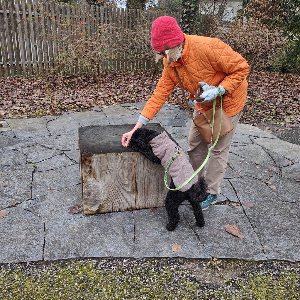 Frau trainiert Hund im Park, Hund lernt an der Bank zu bleiben.