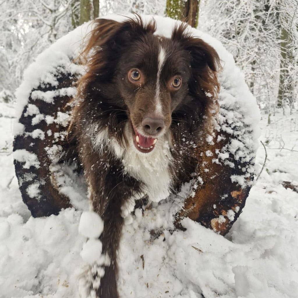 Hund im Schnee beim Spielen, Winterspaß, Tierliebe, Hundetraining, Naturerlebnis.