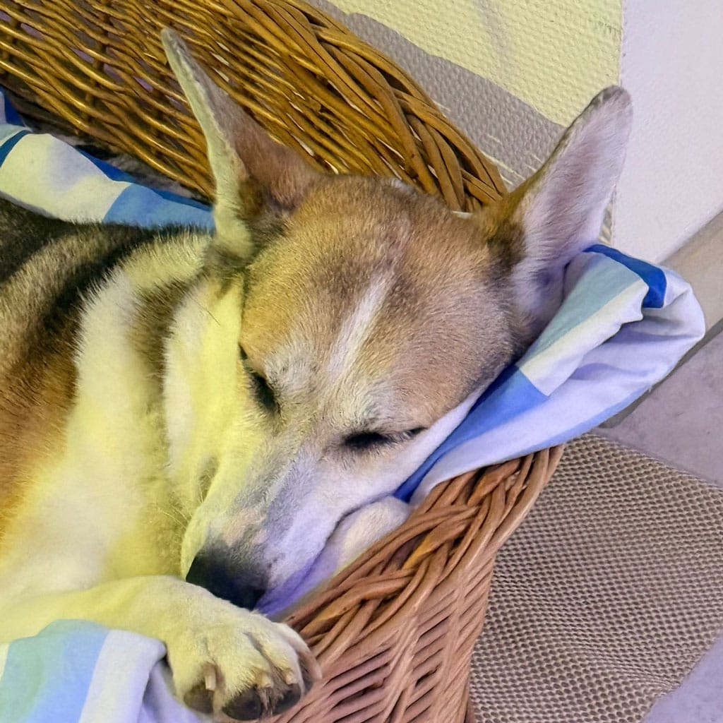 Hunde schlafen in einem Korb, entspannt und friedlich, mit Blick auf die Webseite neue.schnueff.